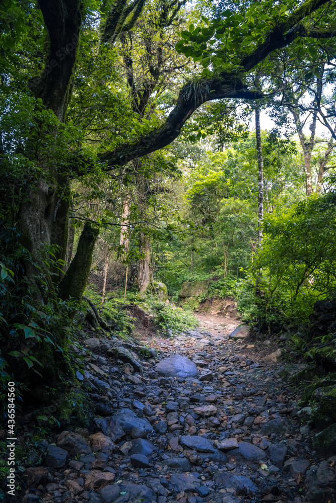 Path of stones and mud in the middle of a mountain full of vegetation and trees in the middle of a sunny day Path of stones and mud in the middle of a mountain full of vegetation and trees in the middle of a sunny day
