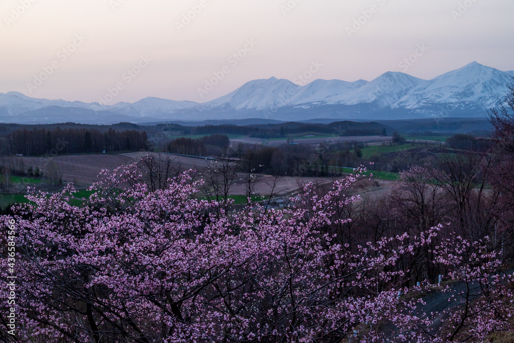 Obraz premium 春の上富良野町 深山峠の桜と十勝岳連峰 