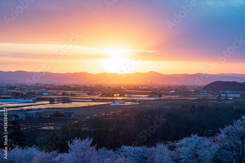 春の東川町 キトウシ森林公園の桜と夕日の風景

