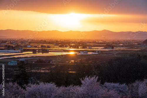 春の東川町 キトウシ森林公園の桜と夕日の風景
