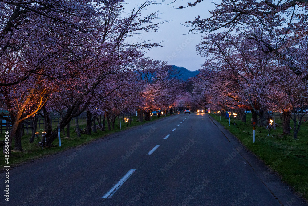 春の浦河町 優駿さくらロードの夜桜
春の浦河町 優駿さくらロードの夜桜
