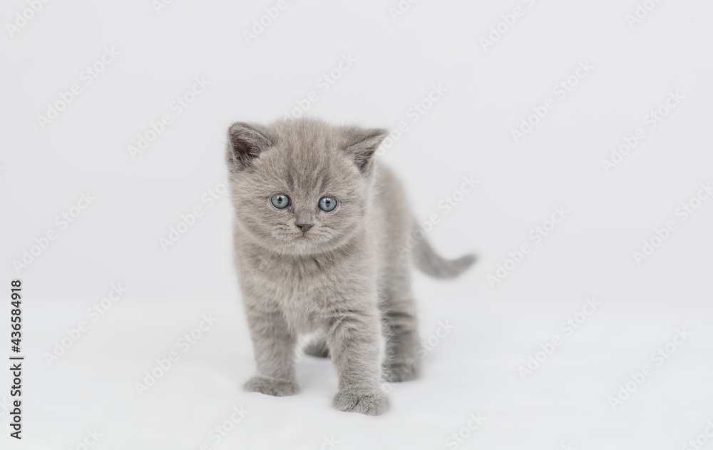 Cute tiny kitten stands on a bed at home and looks at camera