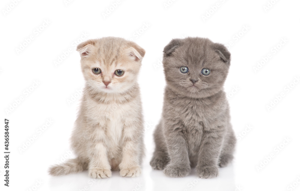 Two kittens sit together in front view and look at camera. isolated on white background