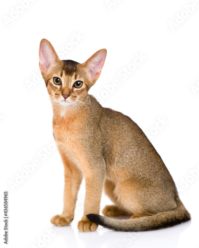 Young abyssinian young cat sits in profile and looks at camera. Isolated on white background © Ermolaev Alexandr