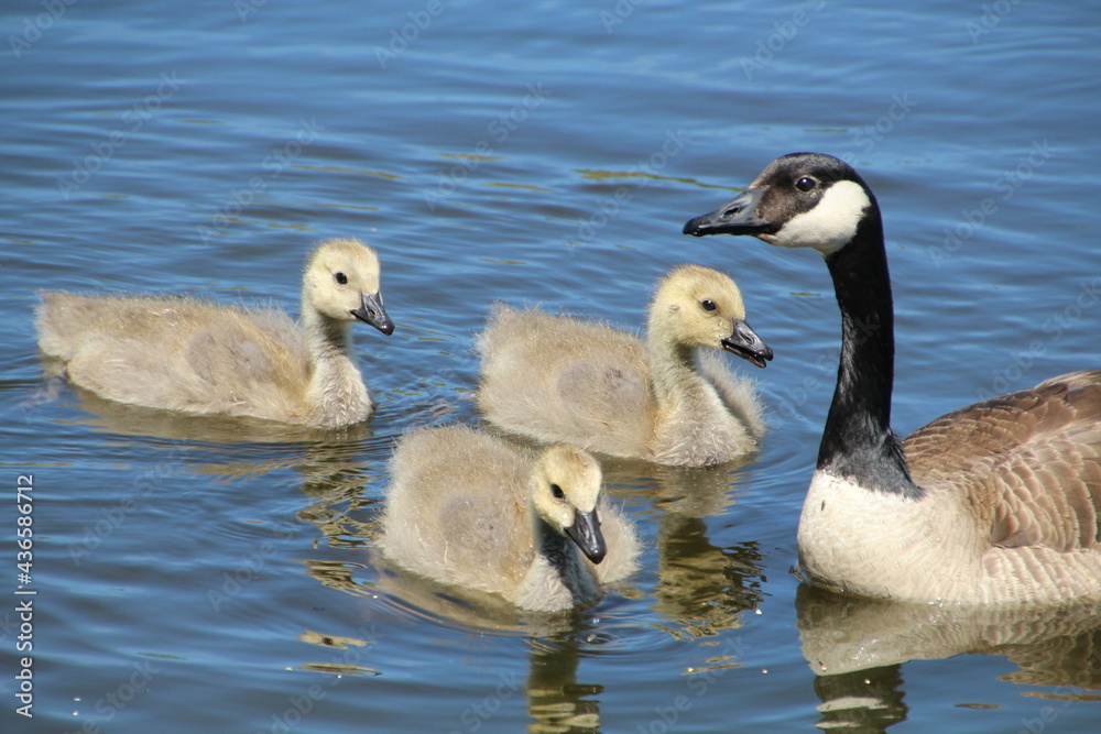 Obraz premium Spring Of The Goslings, Pylypow Wetlands, Edmonton, Alberta