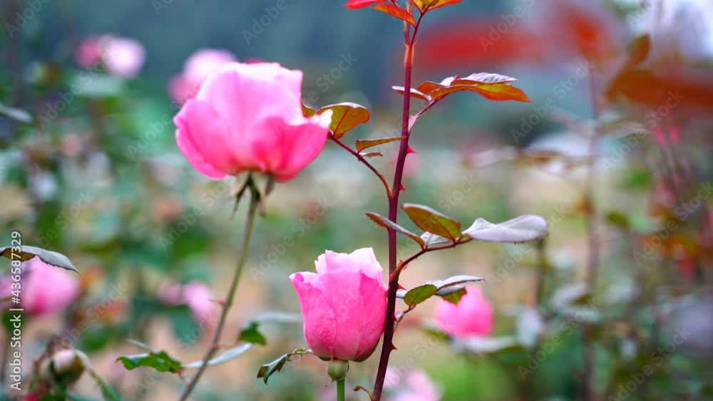 Rose flowers Blooming in the garden Rose flowers Blooming in the garden