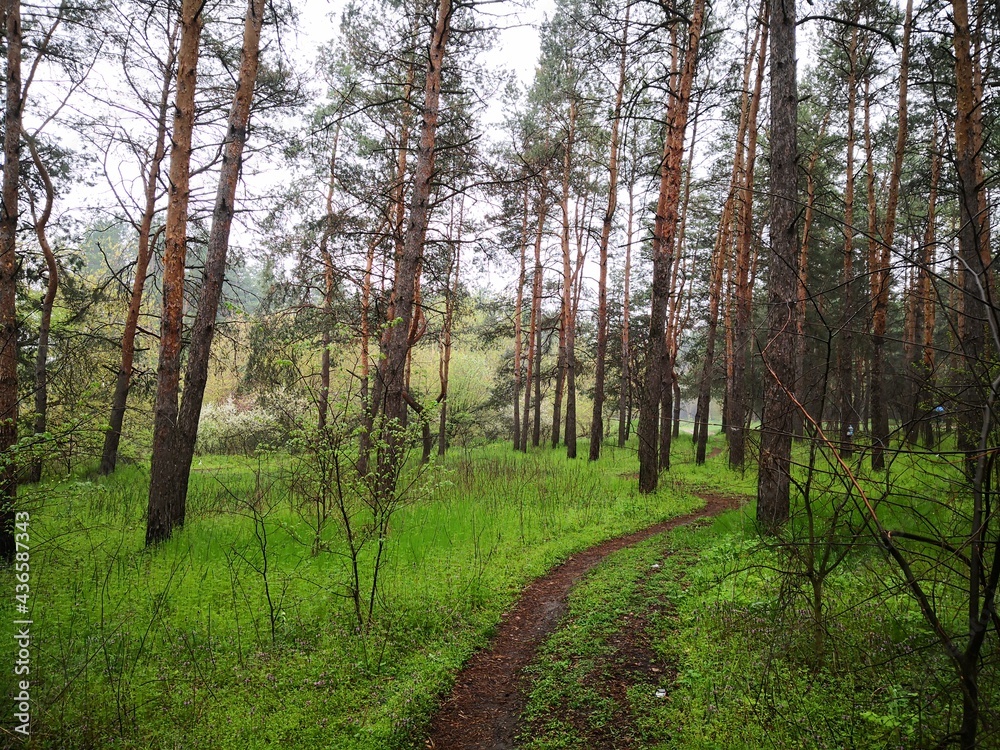 Obraz premium trees in the forest