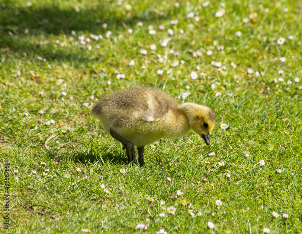 Canada goose gosling in the grass Canada goose gosling in the grass