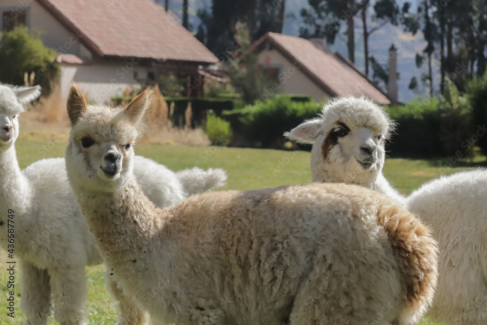 Fototapeta premium alpacas