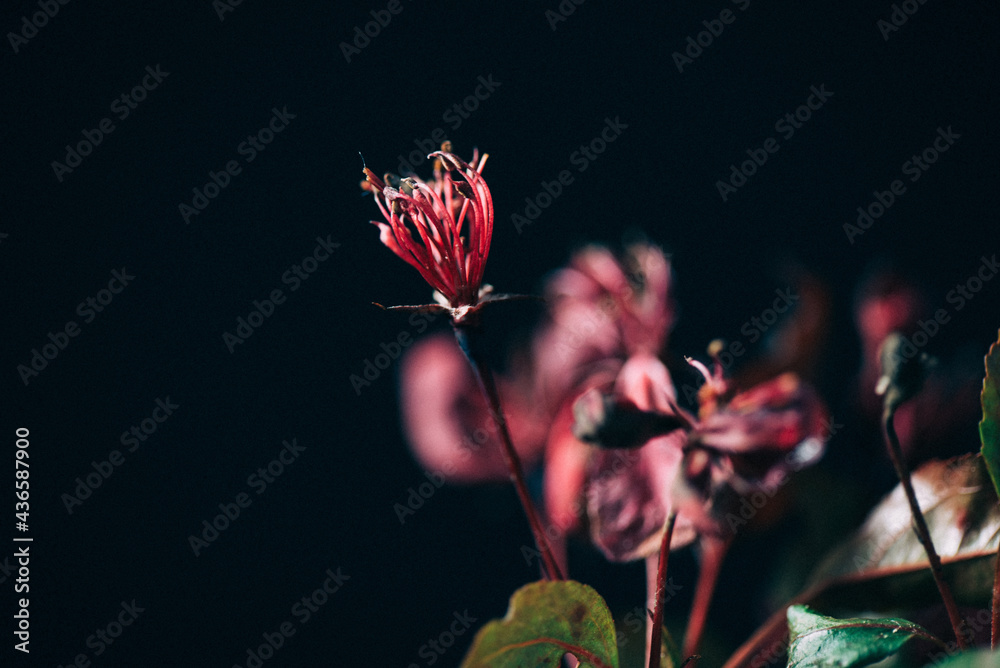 flowers on the black background