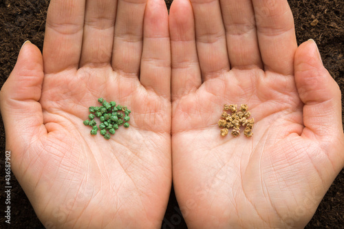 Blue green and brown dry beet seeds on woman palms on fresh dark soil background. Closeup. Preparation for garden season. Compare and choice between hybrid or natural vegetable seeds. Top down view. © fotoduets