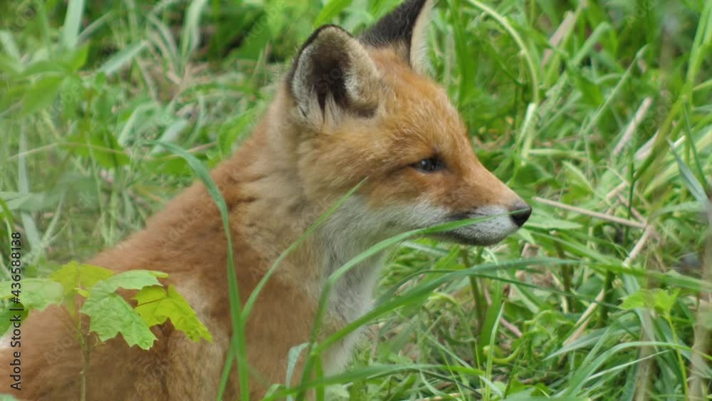 Young red fox in the wild. The cub sits next to its den. Cute red fox cub stands in the grass and looks at the camera. Red fox close up. Slow motion european fox. Young red fox in the wild. The cub sits next to its den. Cute red fox cub stands in the grass and looks at the camera. Red fox close up. Slow motion european fox.