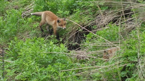 Young red fox in the wild. The cub sits next to its den. Cute red fox cub stands in the grass and looks at the camera. Red fox close up. Slow motion european fox.
