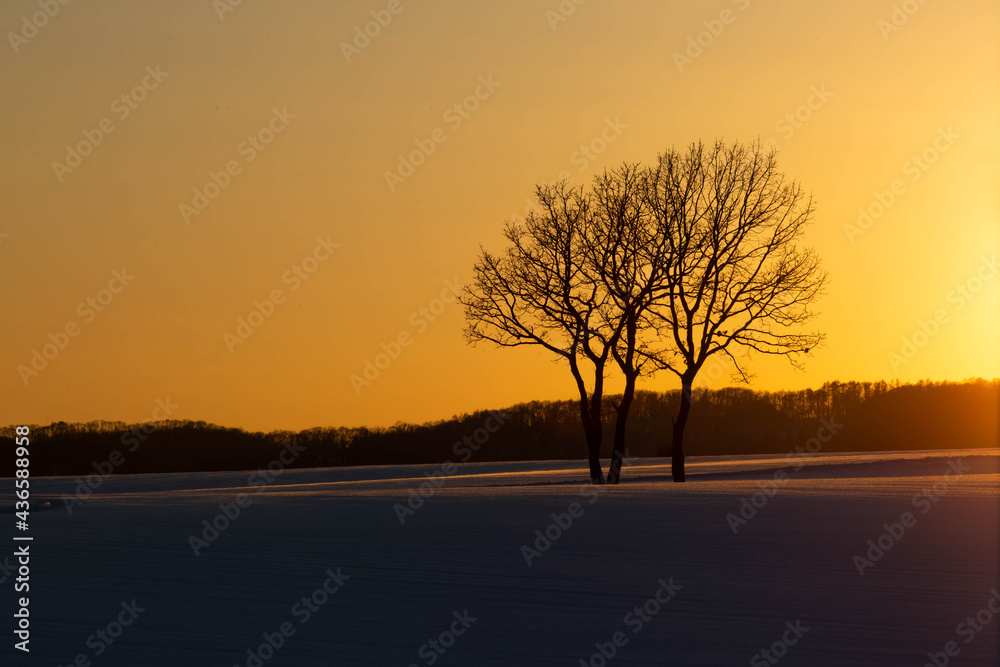 木,冬,雪景色,夕日 木,冬,雪景色,夕日