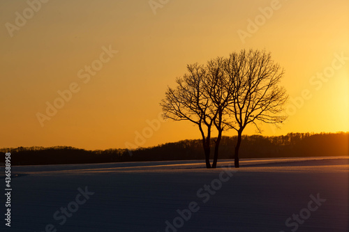 木，冬，雪景色，夕日 © 周平 小金澤