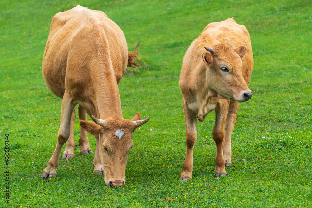 Cows graze in a high mountain green meadow Cows graze in a high mountain green meadow