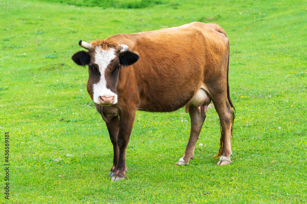 Fototapeta premium Cows graze in a high mountain green meadow
