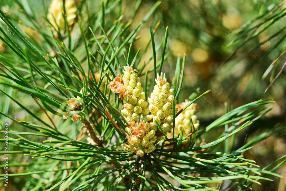 Flowering seeds and young cones of pine between the needles macro on green conifer blurred background with bokeh effect. Selective focus Flowering seeds and young cones of pine between the needles macro on green conifer blurred background with bokeh effect. Selective focus