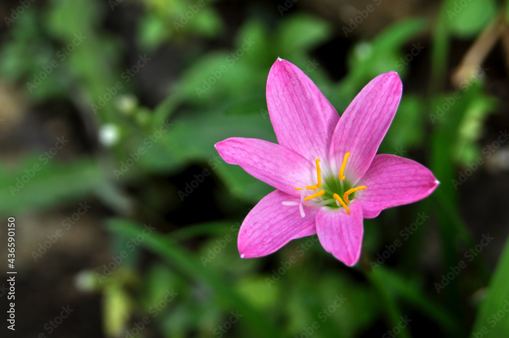 Zephyranthes minuta is a plant species very often referred to as Zephyranthes grandiflora Zephyranthes minuta is a plant species very often referred to as Zephyranthes grandiflora