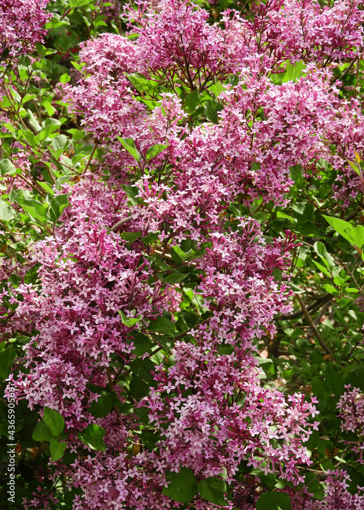  beautiful  flowering  pink lilac bush in spring in broomfield, colorado   