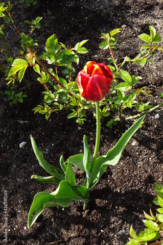 Close up of one red bright blooming tulip in Kadriorg Park, Tallinn, Estonia with rose bushes on a sunny summer day.