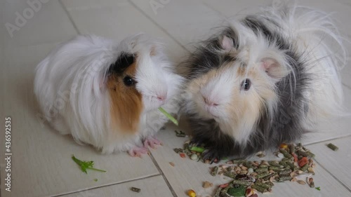 cute guinea pigs eat parsley