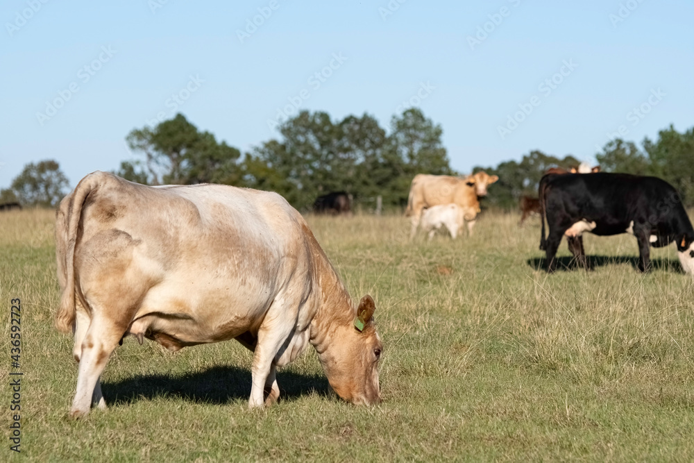 Simmental crossbred cow grazing with herd