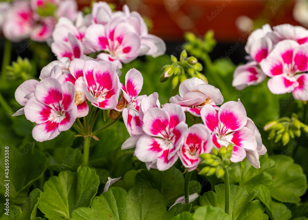 Pelargonium flowers commonly known as geraniums, pelargoniums or storksbills and fresh green leaves in a pot in a garden