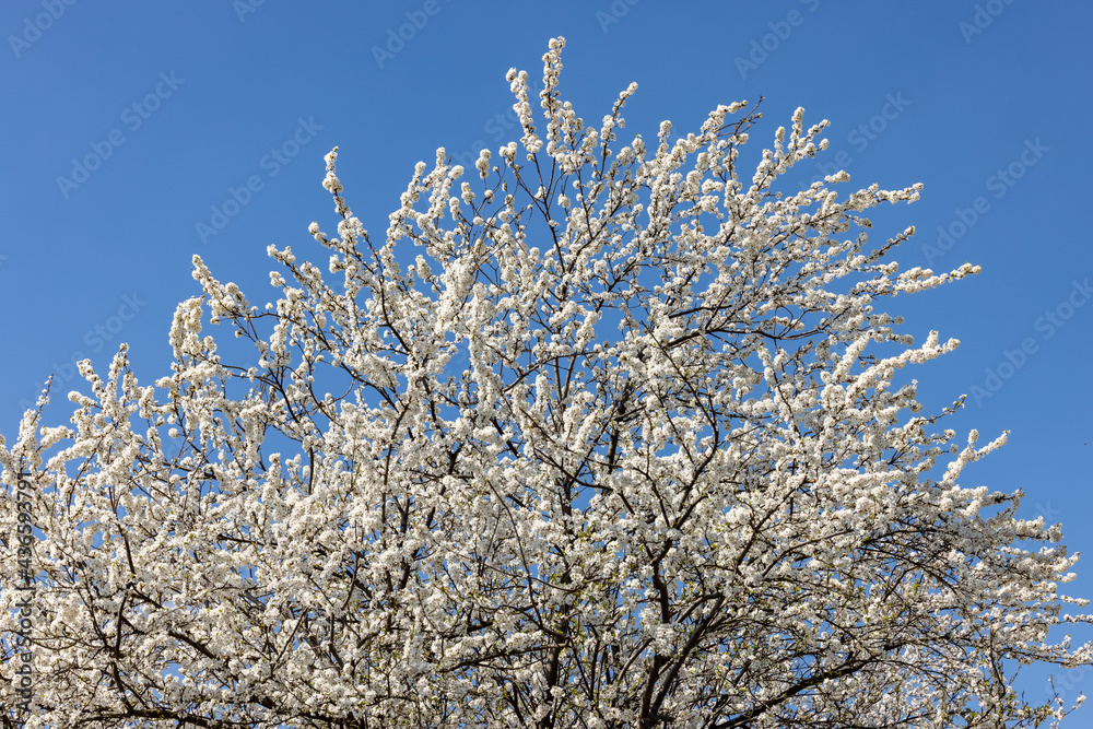 Beautifully flowering plum trees in the orchard Beautifully flowering plum trees in the orchard