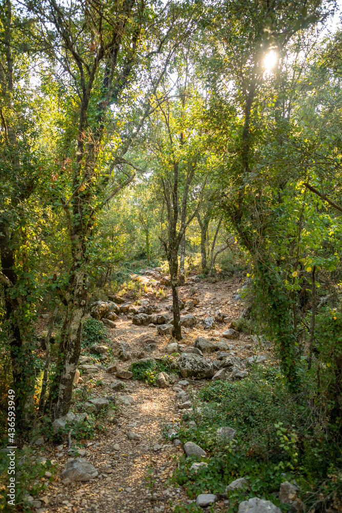 Footpath among trees and ruins of the ancient city of Termessos without tourists near Antalya, Turkey