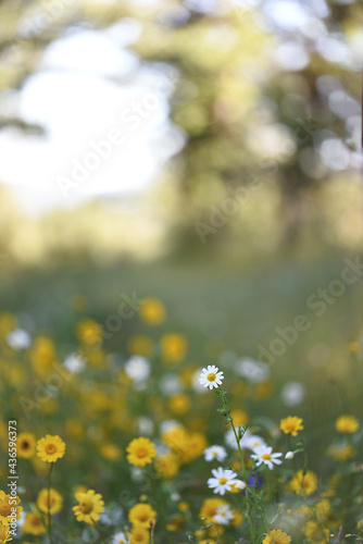 Field of wildflowers with small daisy © Cubodeluz
