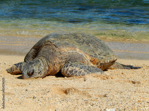      Sleeping green sea Turtle in the sand next to the water  on Poipu beach,  Kauai, hawaii     