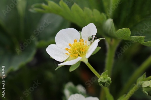  beautiful strawberry bushes that bloom with white flowers