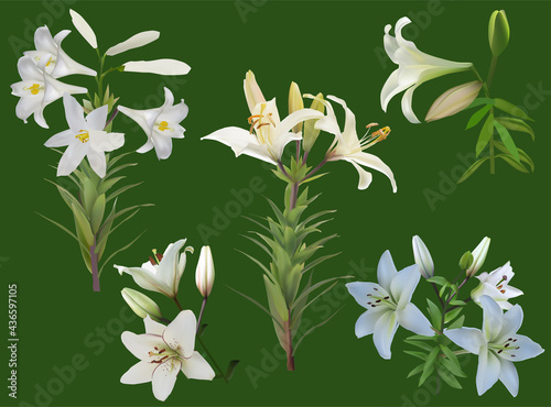five white lily branches on green