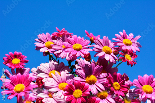 かわいいピンクのマーガレット。花色変化。花イメージ素材。花のある暮らし。家庭園芸。