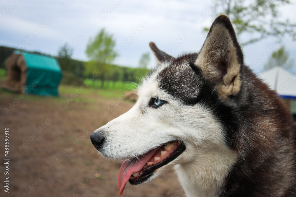 Blue-eyed husky poses for the camera. Portrait of the Siberian husky. Friendship forever.
