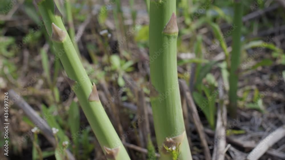 Asparagus sprouts on an asparagus field. Seasonal harvesting. Asparagus sprouts on an asparagus field. Seasonal harvesting.