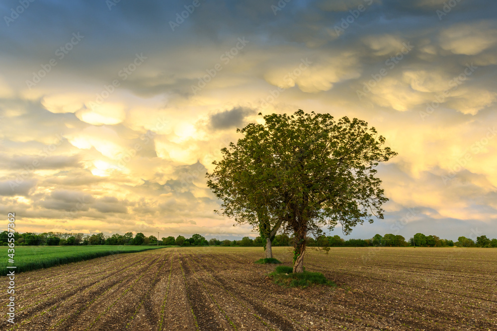 Mammatus clouds over cultivated fields in the French countryside. Mammatus clouds over cultivated fields in the French countryside.