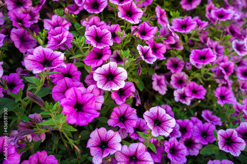 Bright pink petunia flowers for a background