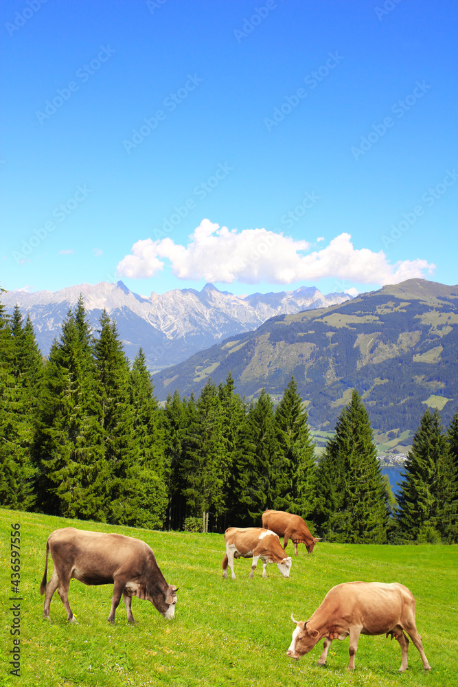 Four cows grazing in a mountain meadow in Alps mountains, Tirol, Austria