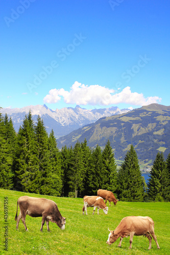 Four cows grazing in a mountain meadow in Alps mountains, Tirol, Austria © frenta