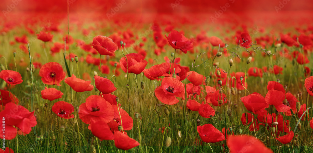 Obraz premium Mohnfeld in Panoramaformat