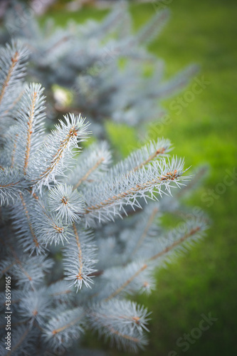 Branches of blue spruce against a background of green grass.