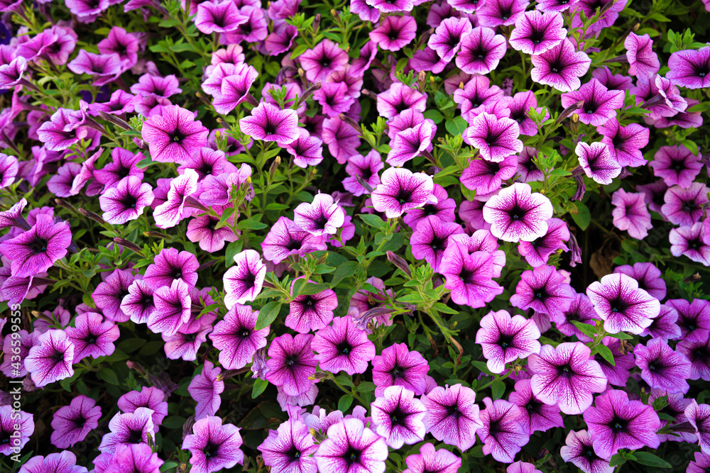 Fototapeta premium Bright pink petunia flowers for a background