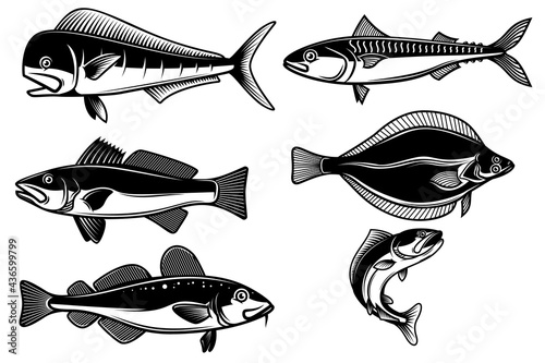 Set of illustrations of sea fish isolated on white background. Design element for logo, label, sign, emblem. Vector illustration