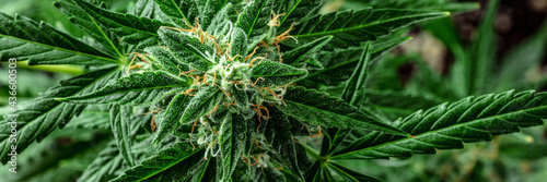 Canvastavla Marijuana plant panorama