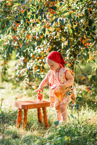 little girl picks berries in a cherry orchard. The child eats cherries in the summer