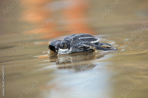 leatherback turtle
Dermochelis coriacea photo