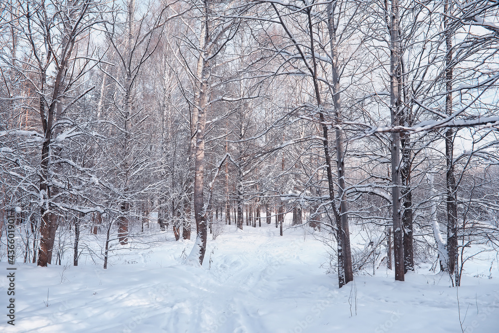 Winter forest landscape. Tall trees under snow cover. January frosty day in the park. Winter forest landscape. Tall trees under snow cover. January frosty day in the park.