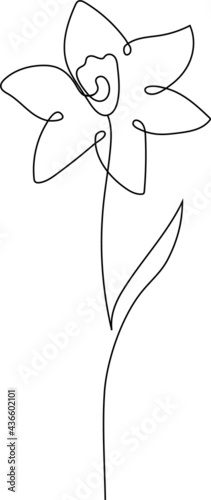 Continuous line Narcissus floral drawing, December birth flower, vector